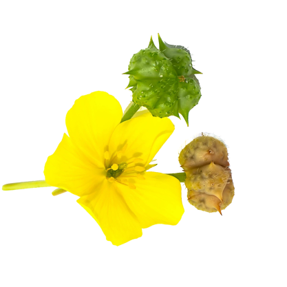 داروخانه آنلاین ایرانیان دارو