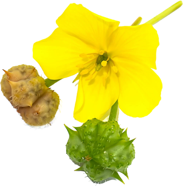 داروخانه آنلاین ایرانیان دارو